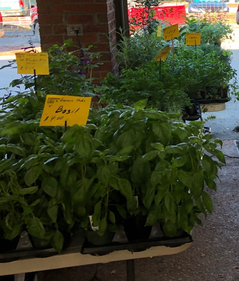 plants in flats for sale