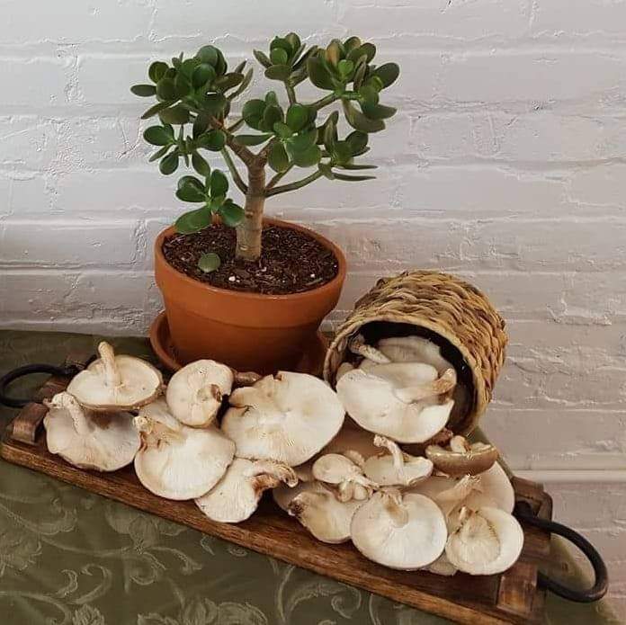 plant and mushrooms